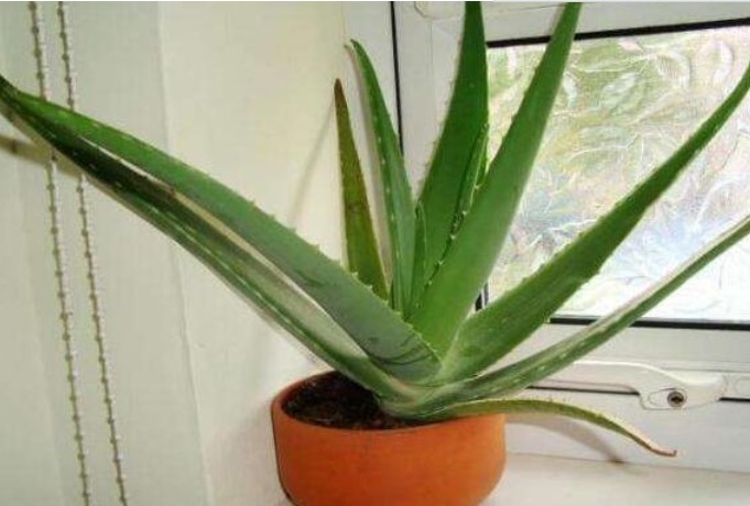 4种花，有“助眠”功效，提高睡眠质量，好养漂亮，越养越上瘾