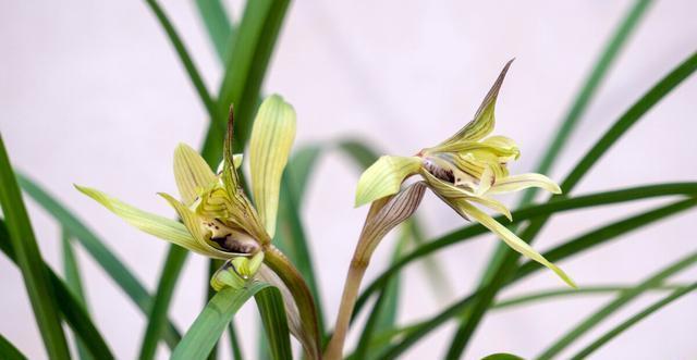 施肥|夏季养兰花要慎重,分清楚养护工作上的事,什么该做,什么不该做