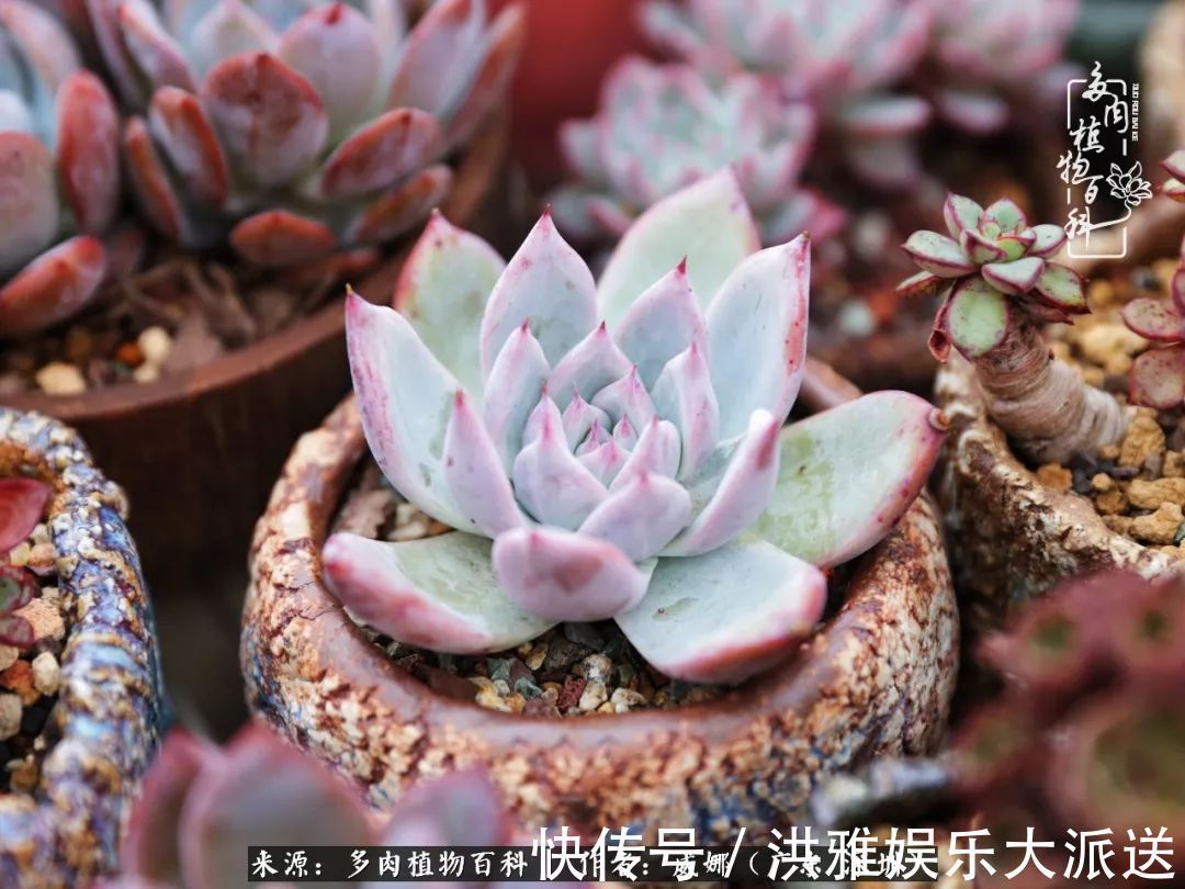 橙梦露|笼子里露养的多肉,越养越美!有多肉的日子伴着小确幸!