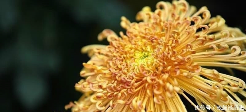 菊花|白居易最经典的一首咏菊诗,通篇意境高远,不失为一首难得的佳作