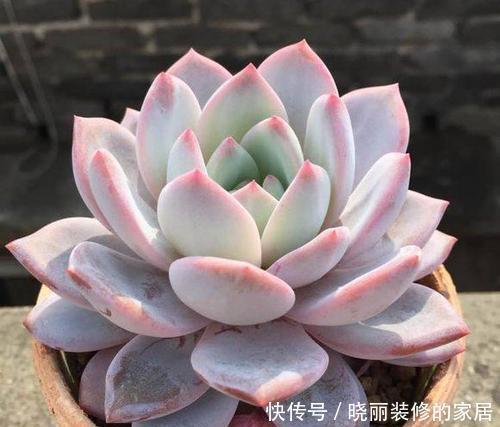 四季|养多肉几天浇一次水?了解掌握几个要点,四季肥嘟嘟美美哒!