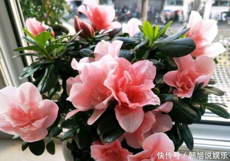 爆盆|4种花家里养一盆,1个月就能开爆盆,冬季一样疯长不停