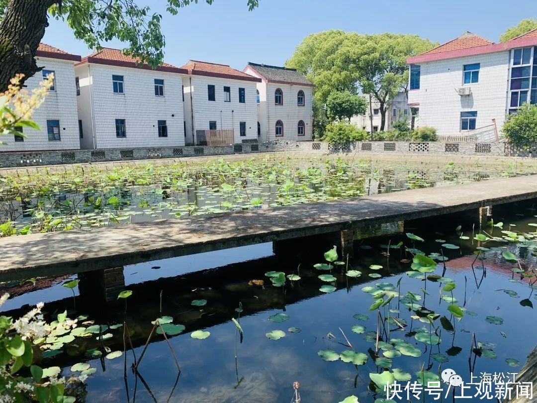 院子|这样的小院，谁不爱？