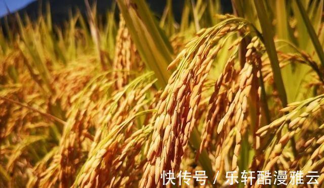 大米|农村随处可见的“草珠子”,原来是一种“米”,比普通大米更昂贵