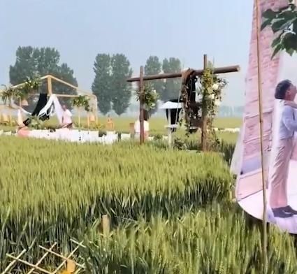 麦田|河北一对新人在麦田里举行婚礼,即将收获的麦子被压弯在地引热议