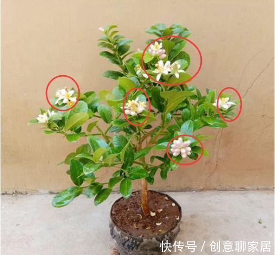 果子|盆栽柠檬只开花不结果？春天做好4件事，夏天果子满枝头