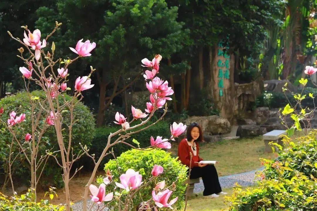 花期如至，香洲的校园“云赏春”