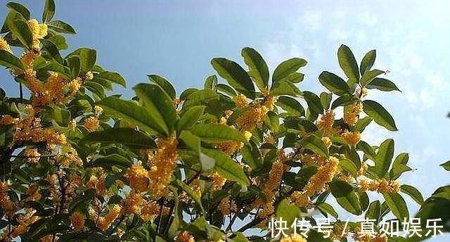 叶片|养桂花其实挺简单，做好这些“事”，叶不黑，根系壮，开花处处香