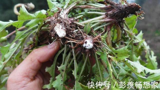 肝毒|蒲公英和它很“般配”,坚持泡水喝,排肝毒降肝火,皮肤也变好了