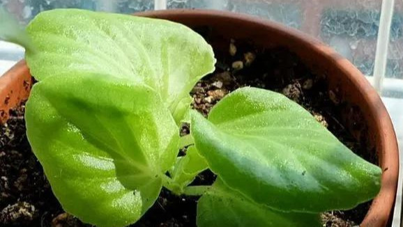 养花技巧粗生粗养也能四季开花！少养1种都觉得亏了