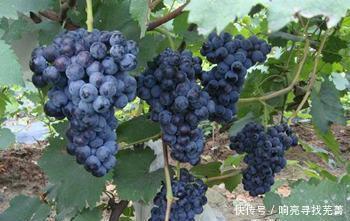 葡萄|葡萄中的贵族—夏黑葡萄,像果冻一样吸着吃