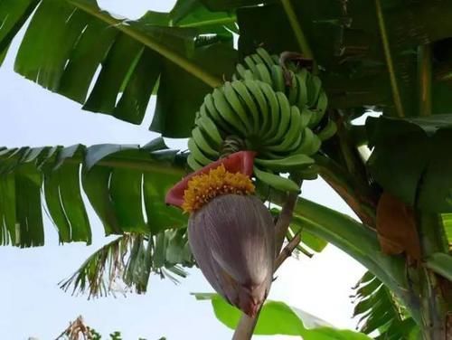 花草养不活,放点香蕉皮,打鸡血一样疯长!