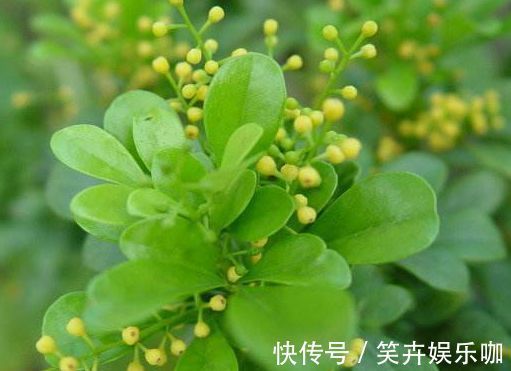 “精品月季”宠爱小姐,金蕊红衣,美轮美奂,可以说是养花首选