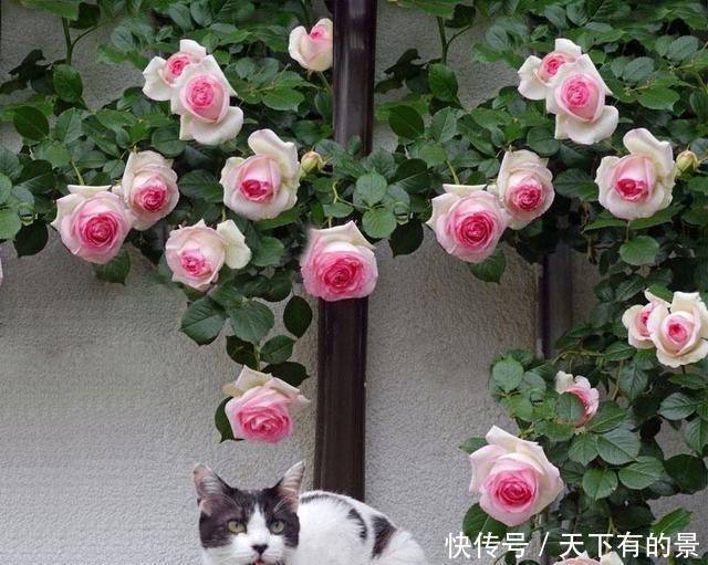 笋芽|月季花墙,小苗快速成型的“窍门”,一年满枝芽,爆出一墙花