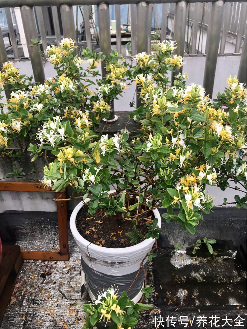 老年人喜欢的7种花,一看见就走不动路,年纪越大越喜欢