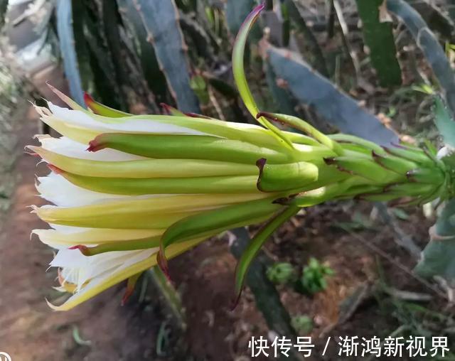 多汁|育火龙果热潮又来了,盆越浅,水越少,长越快,开花结果越多!