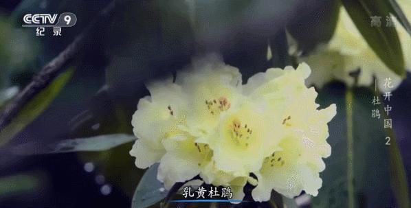 白居易：芙蓉芍药都是丑花！