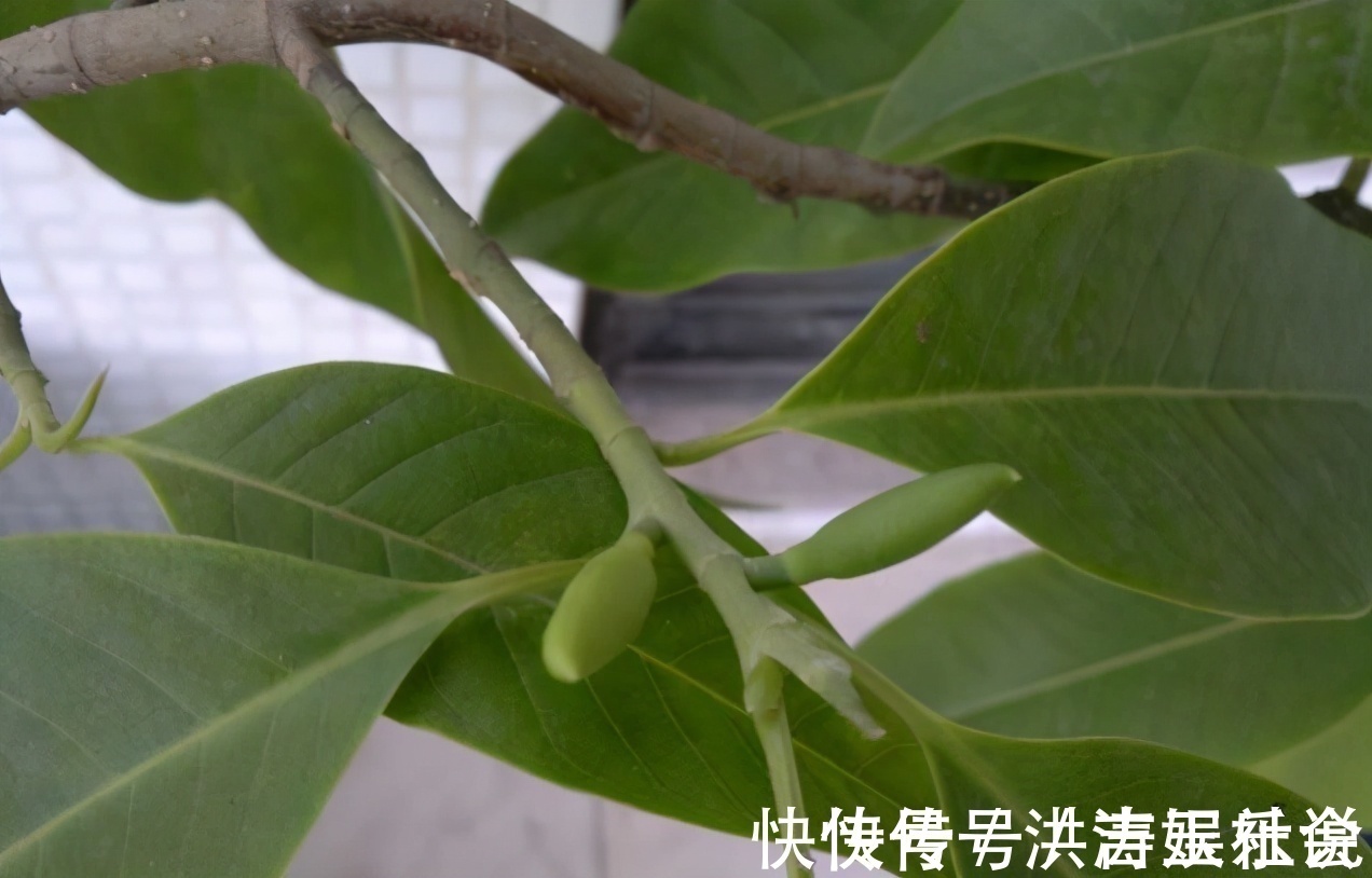 下一代|扦插好方法养花繁殖下一代，试试这3招，简单好使