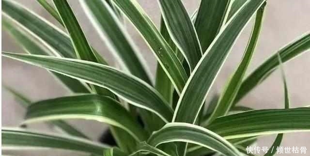 发财树黄叶就快死了,给它喝点这个,叶子很快变得锃亮