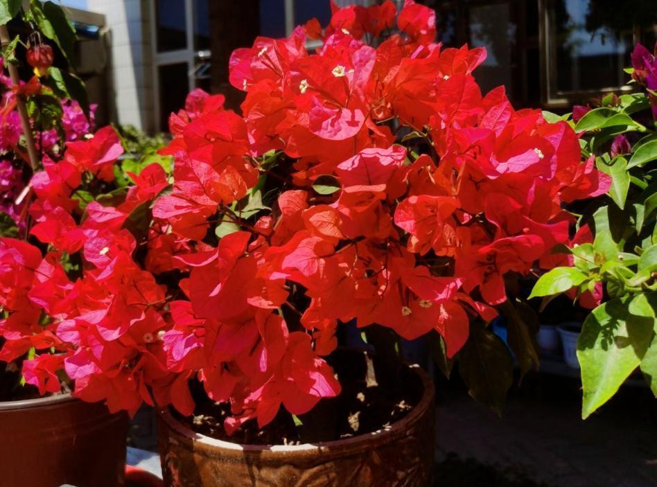 三角梅|30岁大叔劝侄女多养些三角梅,再懒都能养好,一年四季都能赏花