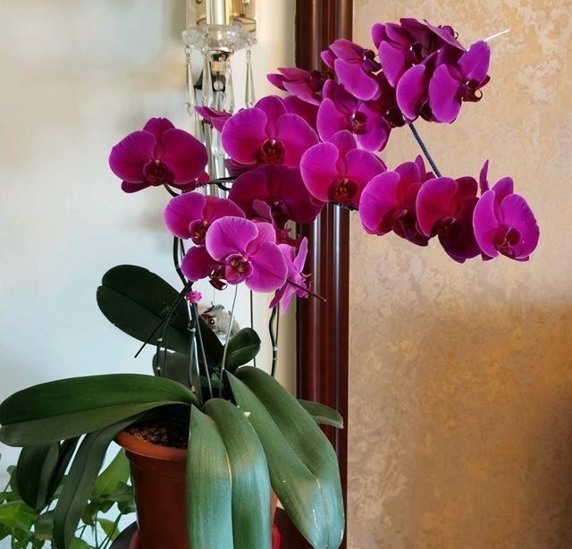  长势|给蝴蝶兰喷点它，长势旺盛，花期超长