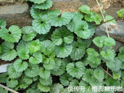 野菜|若你在野外有幸遇见它们,请好好珍惜,药用价值极高,可遇不可求