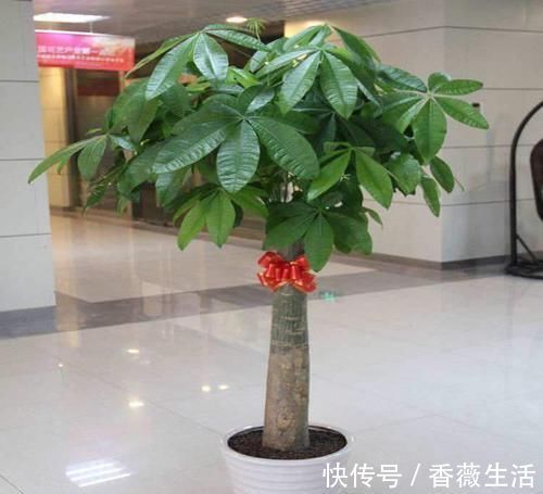 养护|发财树这么养,半年就从指头宽长到大腿粗,植株健硕,四季常青