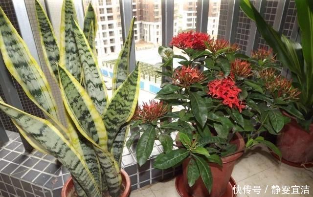 虎皮兰|养虎皮兰，3大“死穴”别碰，一碰黄叶、烂根，没新芽