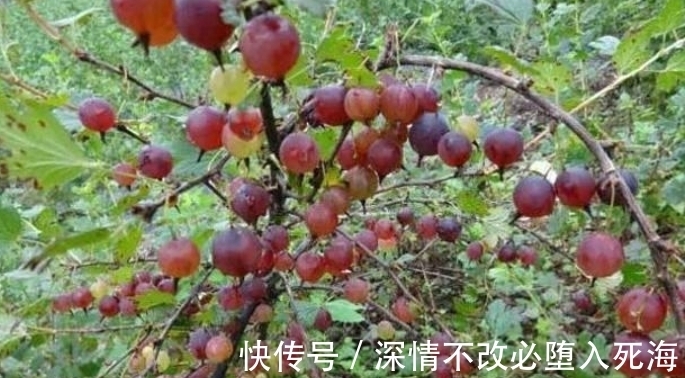 阳台上|这“虫不靠近”的天然野果，谁家还有，请此刻重视，因为益处大