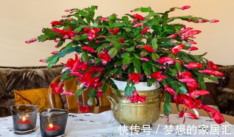 秋冬阶段,盆栽养花种草,植物休眠了,该怎么加强营养?