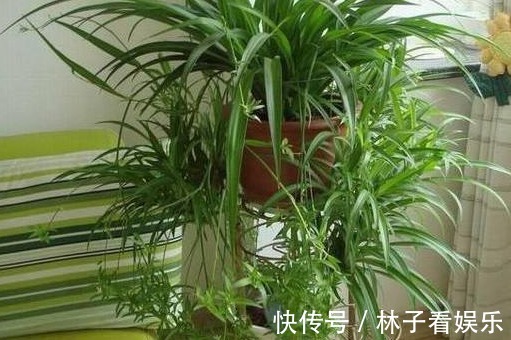 一叶兰|这三种“甲醛净化器” ,客厅养几盆,家里越来越干净