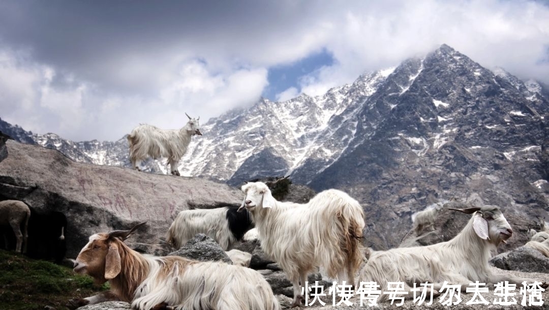 loro 卷福基努里维斯,在打造绅士这点上心有灵犀