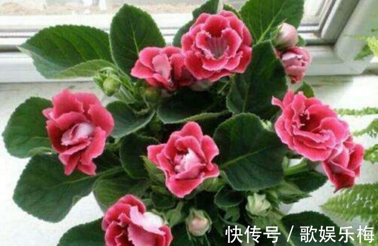 君子兰|容易被水浇死的“14种花”,手太勤反而养不活