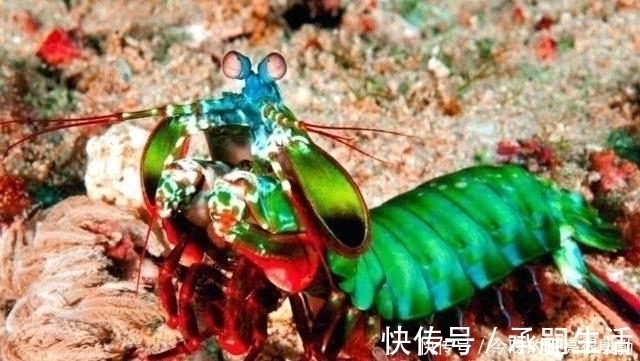生物|出拳快过泰森李小龙,一拳锤爆蛤蜊玻璃,什么生物具有如此威力