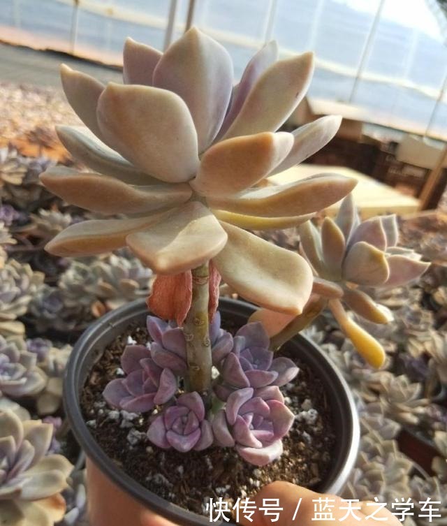 什么多肉植物好看又好养“墙裂”推荐紫乐,一年下来都是老桩!