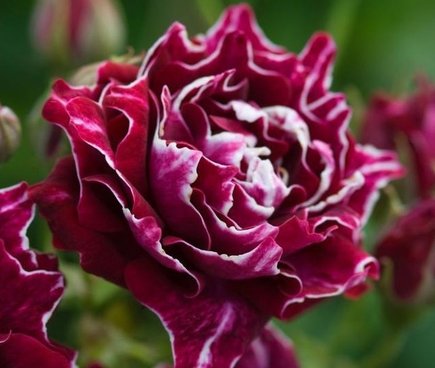 分枝|月季寿命有多少年养的时间越久长的越差，开花又少又小怎么办