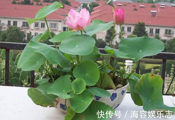 叶子|自己种“碗莲荷花”,按照正确步骤来,能快速生根发芽、开花更旺