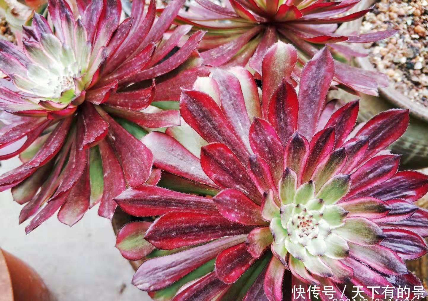 用塑料小黑方来养多肉并不是不可以,但它的优劣性你得先知道