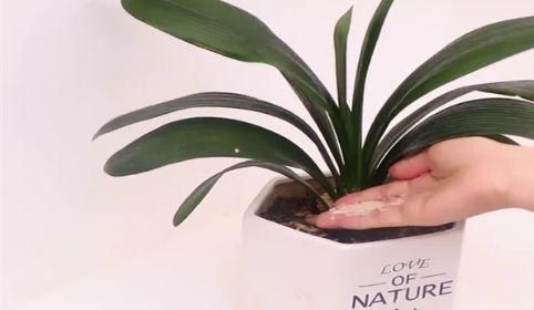 用途|花盆里撒一把大米,用途真是太棒了,好多人都不知道