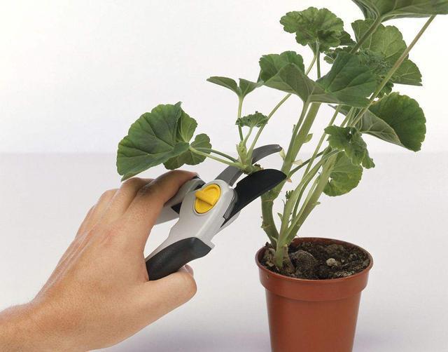 养盆天竺葵，从小到大都“爱肥”，爆发力足！一爆满盆大花球