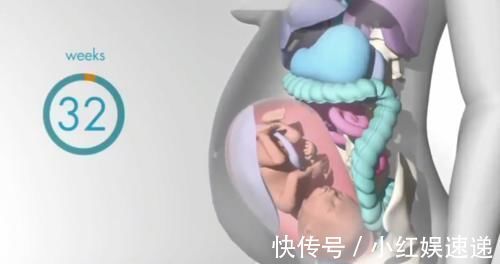 妈妈|怀胎十月,胎儿把妈妈的内脏挤哪去了?十张过程图带你了解