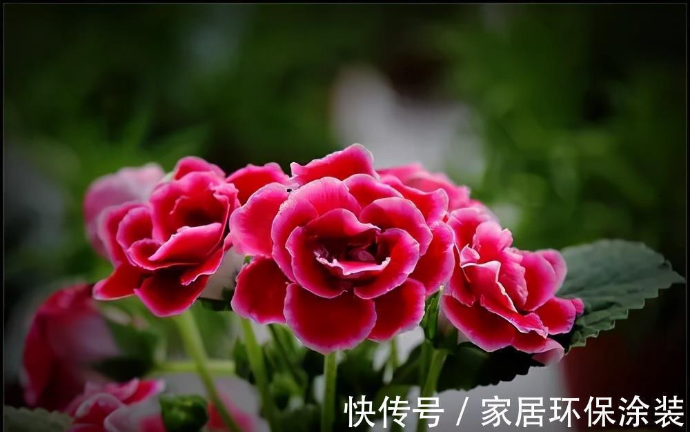 小便宜|7月买花,遇到4种情况,再喜欢也别买,养不活,都是商家的智商税