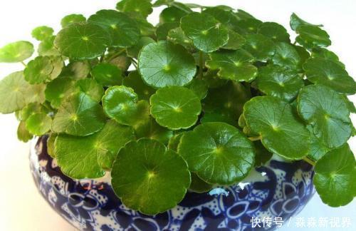 茎干|铜钱草爱长个,却“没型”!2个方法好解决,叶片圆滚滚更好看