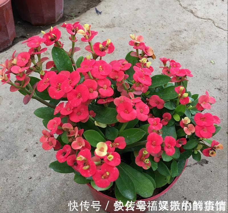 3种“养不死”的花，适合新手，不只是好养，关键很漂亮