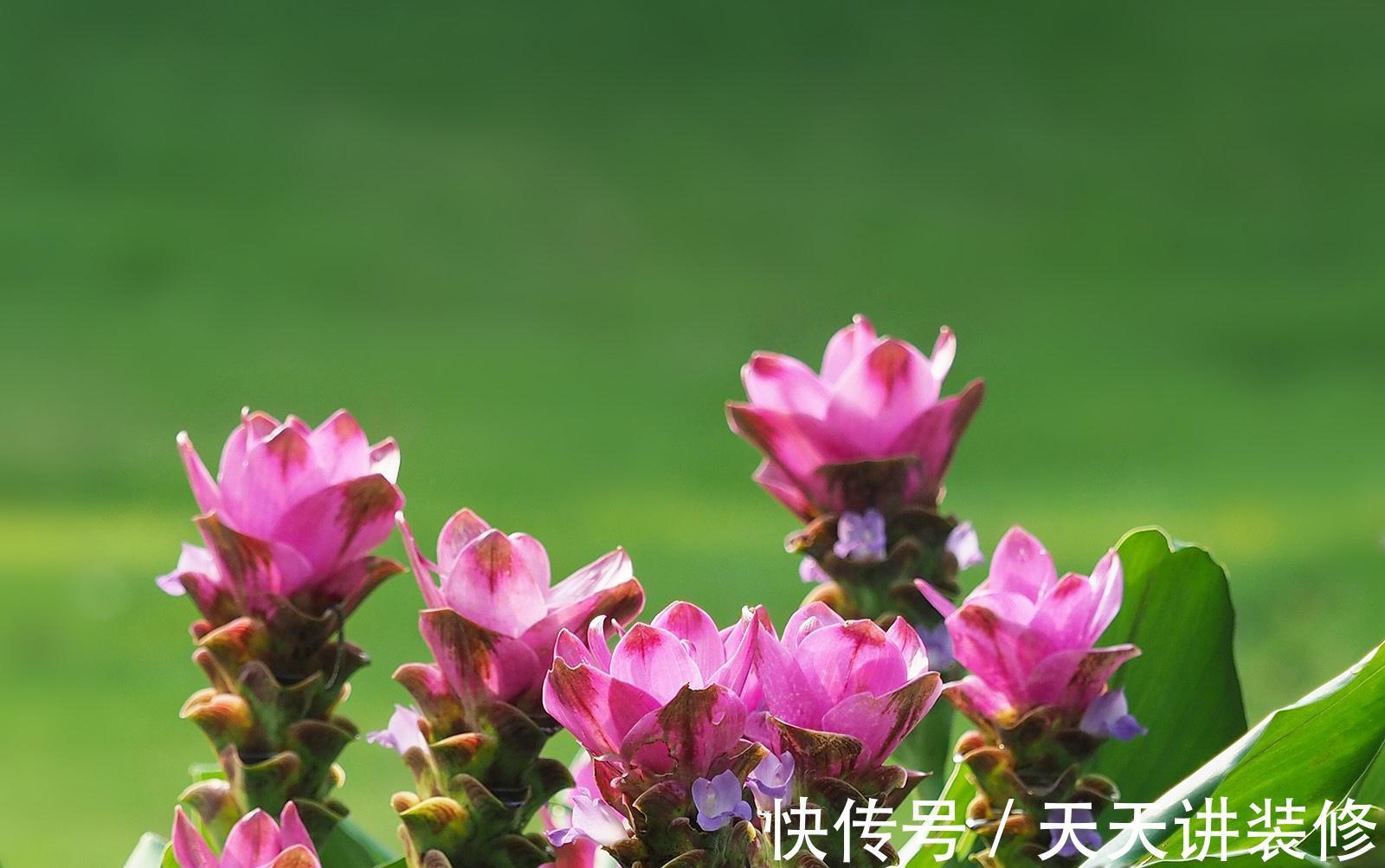 姜荷花|姜荷花这样养护，花朵又大又艳丽，单朵开足60天，年年都复花