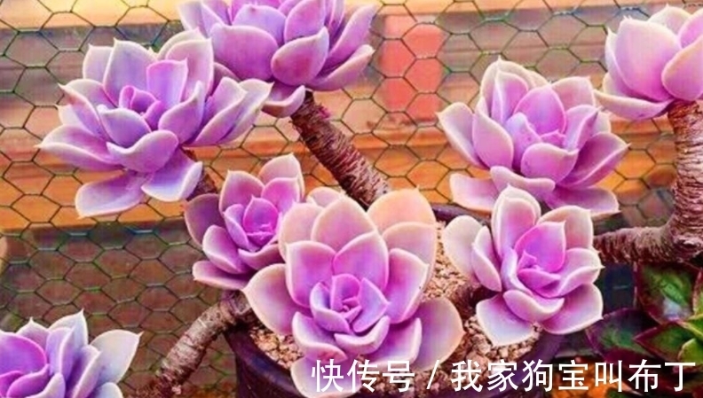 浇水|新买的多肉老桩,该怎么上盆和换盆?需要注意的地方真不少