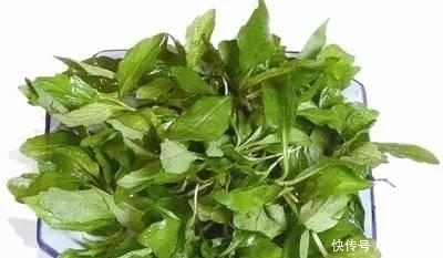 预防肿瘤|农村深山这4大野菜，认识三种算厉害，全部都吃过我服你了！