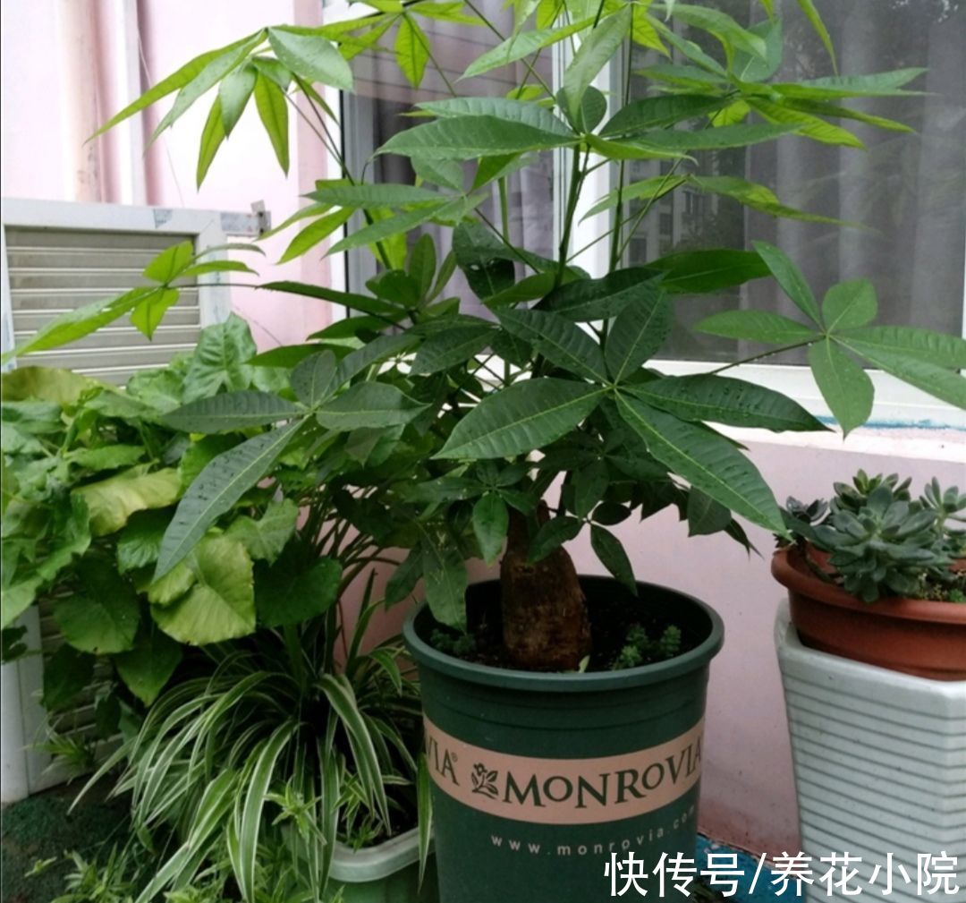 3种花，冬天要“穷养”，难怪总是养不好