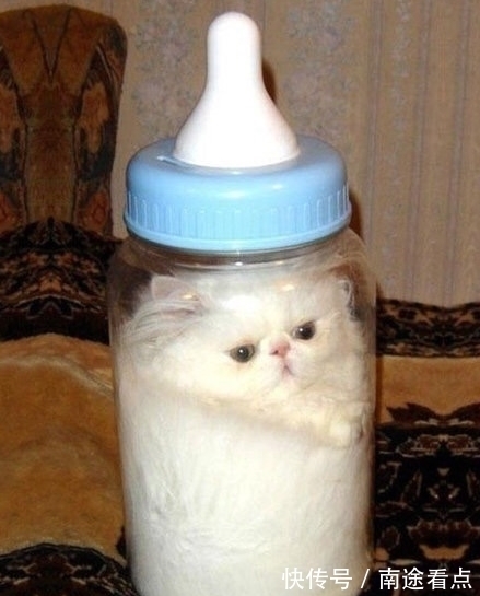 |猫是固体还是液体?搞笑诺贝尔奖得主用理论证明