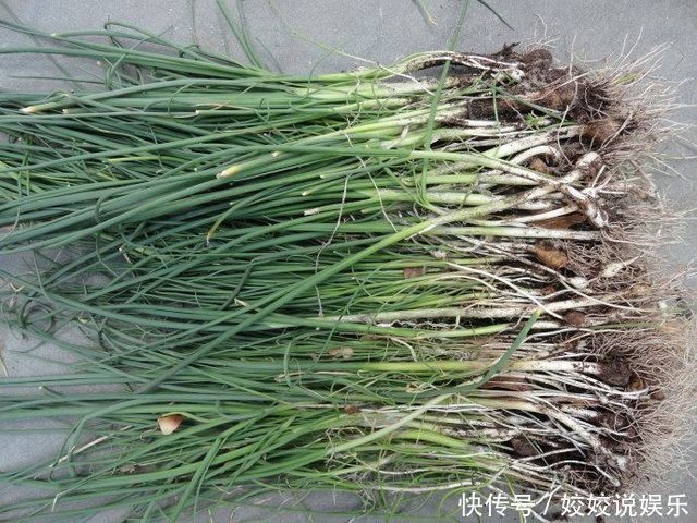 清明|农村的十大野菜，最后一个品尝一次，终生难忘